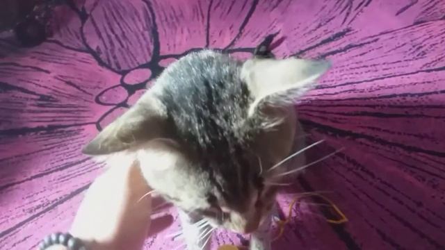 Cute cat playing with its owner смотреть онлайн