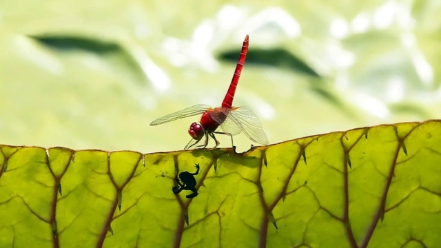 Koan - Selena's Song (Blue Mix) (DOWNLOAD AVAILABLE!) смотреть онлайн