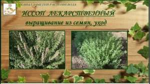 Иссоп выращивание из семян, ароматное чудо в саду