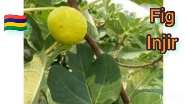 Fig Tree || Mauritius || Injir смотреть онлайн