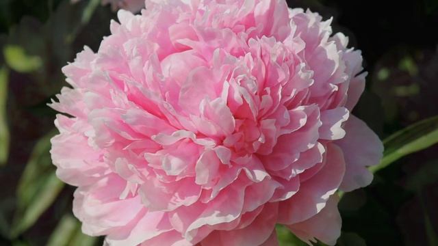 Peony Ensign Moriarty / Пион Энсин Мориарти смотреть онлайн