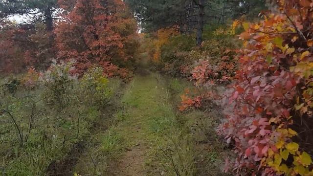 ПРОГУЛКА В ЛЕСУ !!! СБОР ЯГОД !!! МЫ В ЛЕСУ НЕ ОДНИ ?!