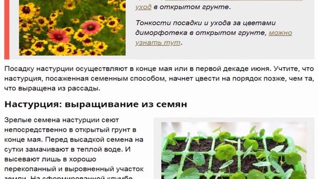 Удивительная настурция. Как сделать цветник еще эффектнее. смотреть онлайн
