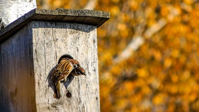 Воробьи в скворечнике смотреть онлайн