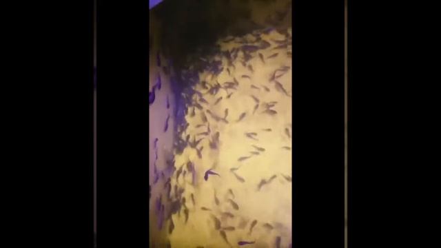 2 месяца. Малёк клариевого сома. смотреть онлайн