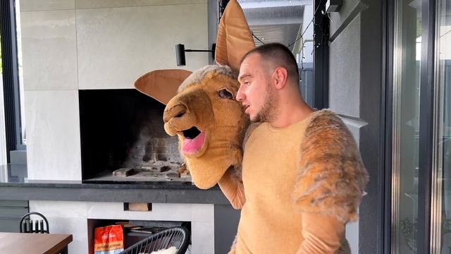 КЕНГУРУ НАПАЛ НА ХАСКИ смотреть онлайн