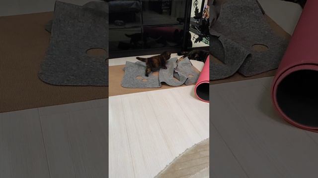 Детки-конфетки- пушистые попки🐈🥰 смотреть онлайн