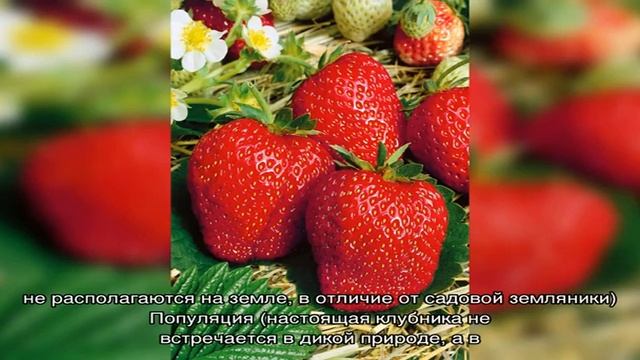 Чем отличается клубника от земляники: сравнение. Что полезнее, лучше, урожайнее, ароматнее, вкусне. смотреть онлайн