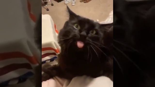 что это такое?)