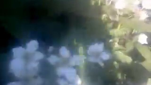 Весеннее цветение ежевики ремонтантной Черная магия(Blackberry Black Magic) смотреть онлайн