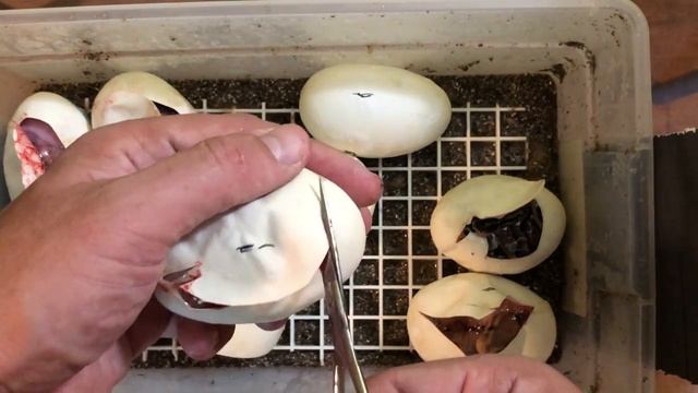 Ball Python Egg Cutting Video! Banana Het Pied x Pied смотреть онлайн