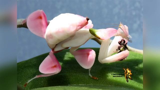 Орхидейный богомол