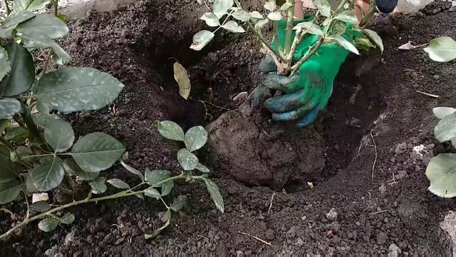 Розы. Пересадка розы осенью - лучший способ. Метод перевалки. смотреть онлайн