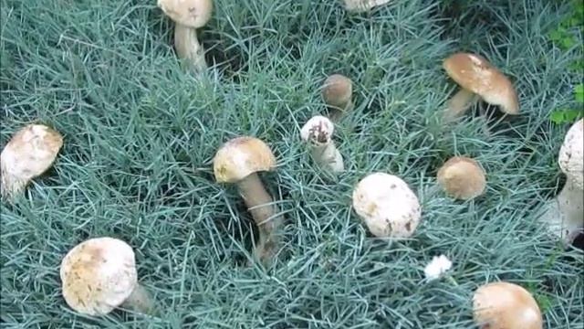 Cueillette de cèpes - Сбор белых грибов смотреть онлайн