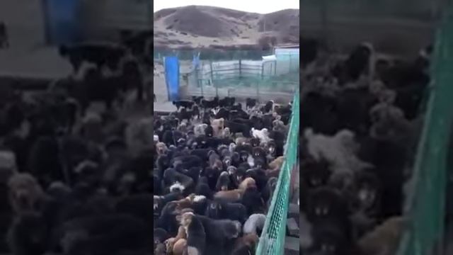 Собачий питомник, для китайского питания! Жесть! смотреть онлайн