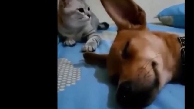 Как пукают животные - Ржака 2020! смотреть онлайн