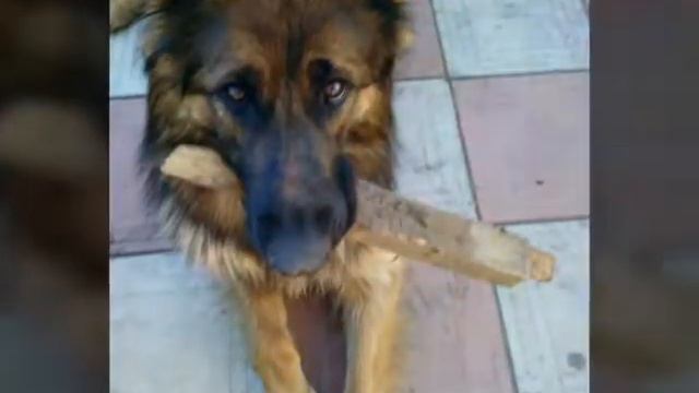 Мои любимые животные! смотреть онлайн