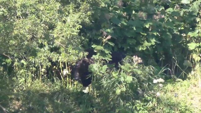 Медведи на реке Опала Камчатка смотреть онлайн