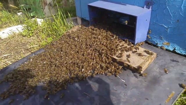 Снимаю рой с дерева/как соединить рой с пчелиной семьёй/роеловство 2021. смотреть онлайн