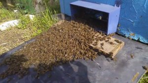 Снимаю рой с дерева/как соединить рой с пчелиной семьёй/роеловство 2021.