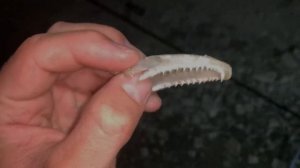 РЫБАЛКА НА САЗАНА НА КАЛАЧЕ-НА-ДОНУ