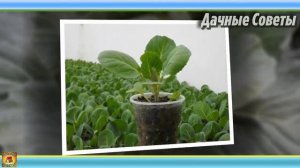 Как получить РАННИЙ урожай Вот что НУЖНО сеять на рассаду в ЯНВАРЕ Советы опытных ДАЧНИКО