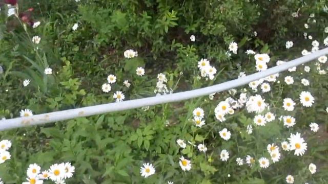 Ромашки - Автор музыки и исполняет Аверьянов Сергей смотреть онлайн