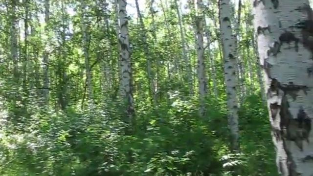 Замечательный березовый лес смотреть онлайн