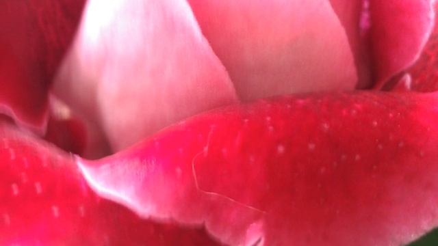 Глоксинии. Фотообзор №1. смотреть онлайн