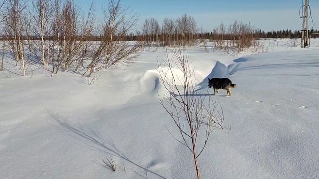 ОХОТА НА КУРОПАТКУ. С РЕКСОМ??? смотреть онлайн