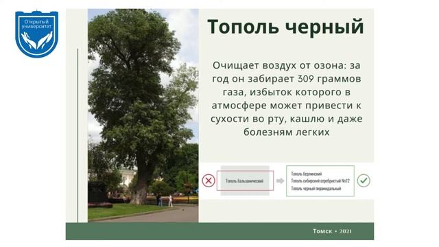 Зелёные насаждения и окружающая среда. Лекция 1. смотреть онлайн
