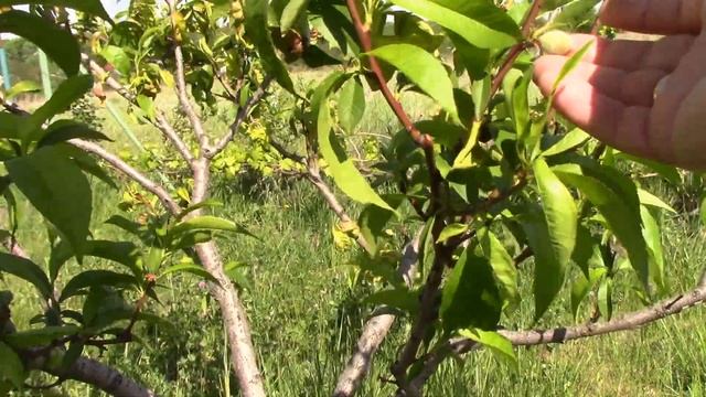 Курчавість персика. Хорус та Скор не працюють! смотреть онлайн