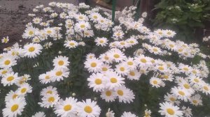 РОМАШКИ - ГИГАНТЫ!!!