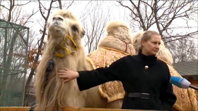 Асновины 1 смотреть онлайн
