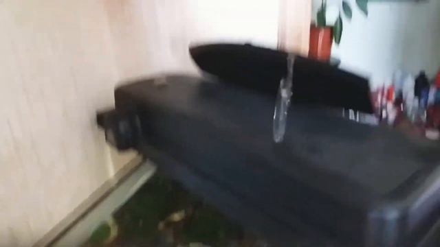 Как вылечили рыбку Гуппи солёной водой 20.10.2019 г. Надым ЯНАО Россия смотреть онлайн