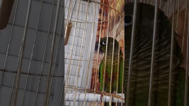 Пиррура уговаривает выпустить его погулять.