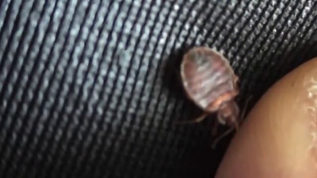 Постельные клопы2 смотреть онлайн