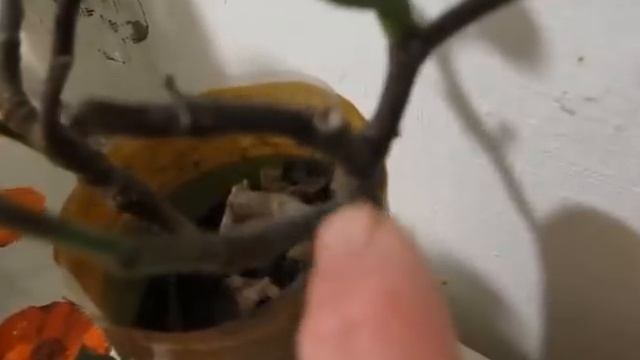Видео 181."Цветение" комнатного инжира в январе смотреть онлайн