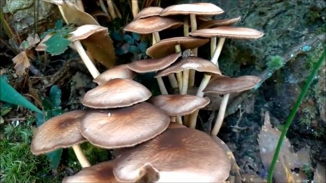 黃蓋小脆柄菇 Pale Brittlestem（Psathyrella candolleana） смотреть онлайн