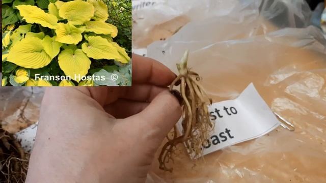 ХОСТЫ 2021. НОВИНКИ КОЛЛЕКЦИИ. смотреть онлайн