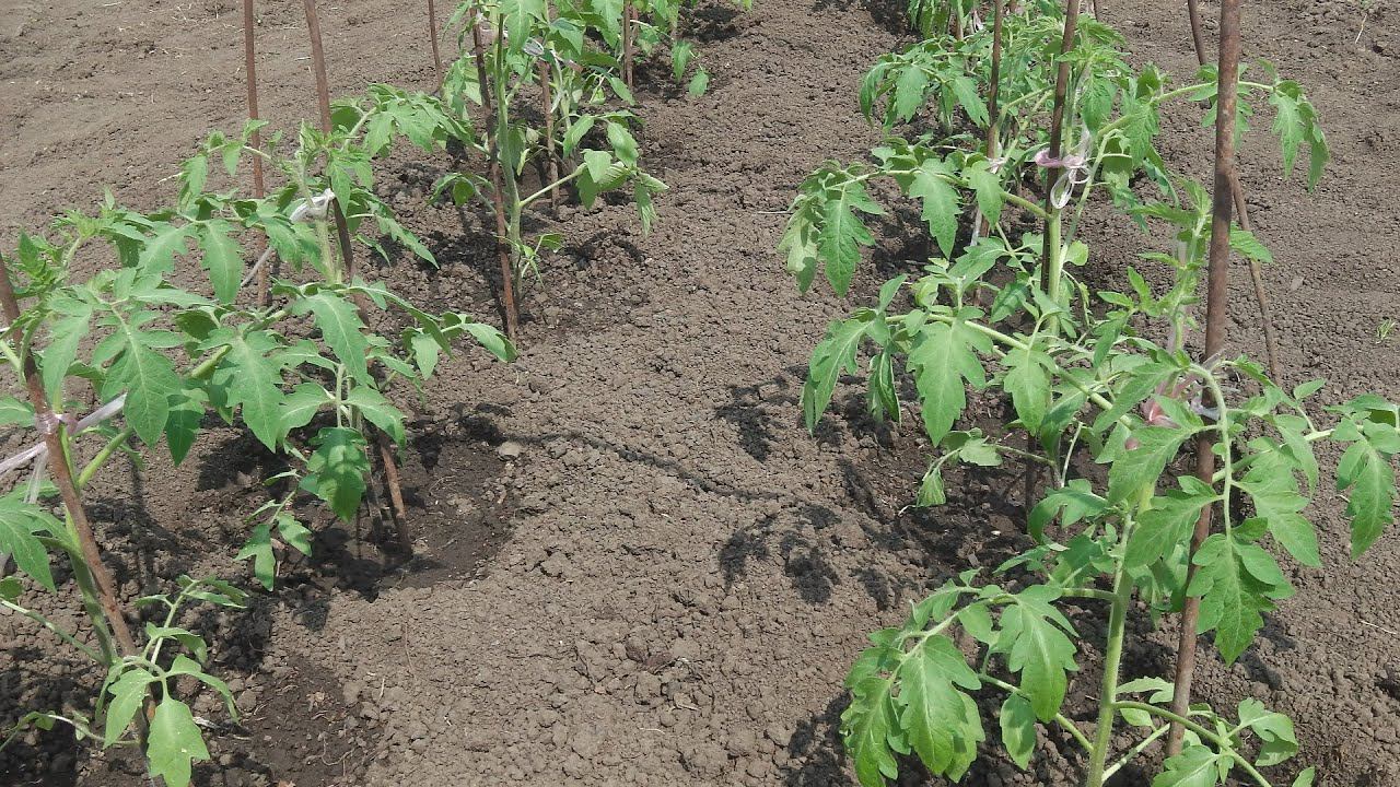 ЧТО КЛАСТЬ В ЛУНКУ ПРИ ВЫСАДКЕ ТОМАТОВ . 15 МАЯ СИБИРЬ ВЫСАЖИВАЮ ТОМАТЫ В ОТКРЫТЫЙ ГРУНТ . смотреть онлайн