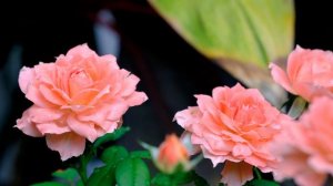 Princess Sakura Rose - 21 June 2022