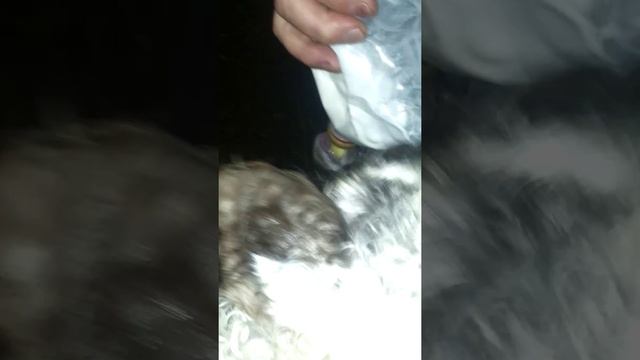 Ягнята ручные ,**)) смотреть онлайн