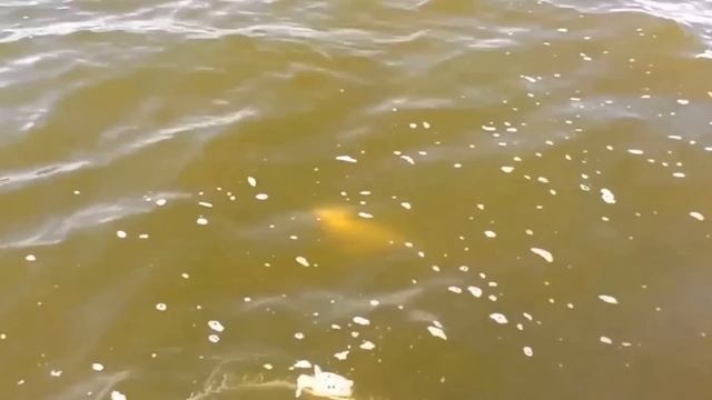 Видео про спиннинг, ловля судака с лодки - осенний клев. Захватывающие моменты борьбы с рыбой. смотреть онлайн
