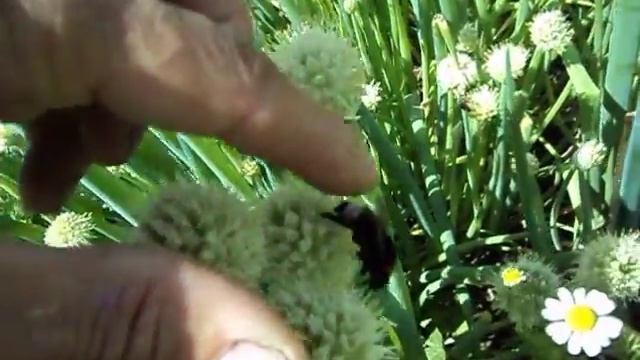 Кулинарный Аромат