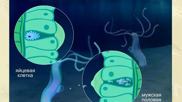 Жизненный цикл гидры. смотреть онлайн