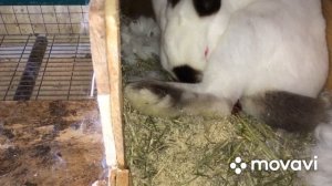 КРОЛЬЧИХА РОЖАЕТ, весь процесс!