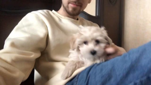 Мальтипу F1 купить СПБ МСК РФ EUROPE. Maltipoo Puppy For Sale. Russian Maltipoos. Видео с щенками.