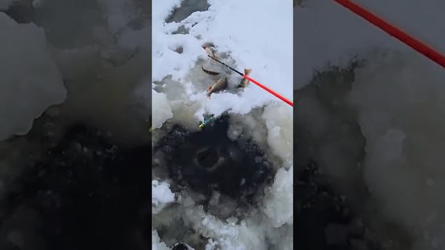 Вот так вот ловят в Якутии. Зимняя рыбалка смотреть онлайн