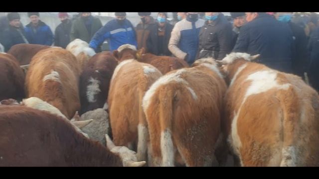 Toshbuloq buqachalar va g'unojinlar. смотреть онлайн